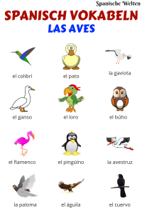 Vögel Spanisch